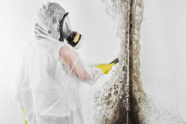 Best Residential Mold Removal  in Cibecue, AZ