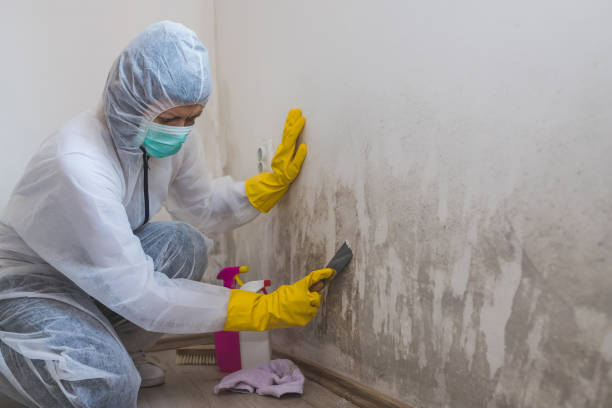 Best Mold Damage Repair  in Cibecue, AZ