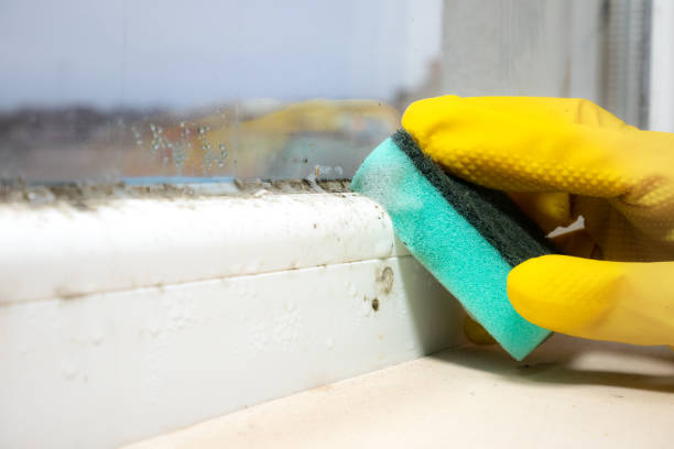 Best Mold Cleaning Services  in Cibecue, AZ