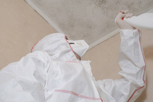 Best Local Mold Removal Service  in Cibecue, AZ