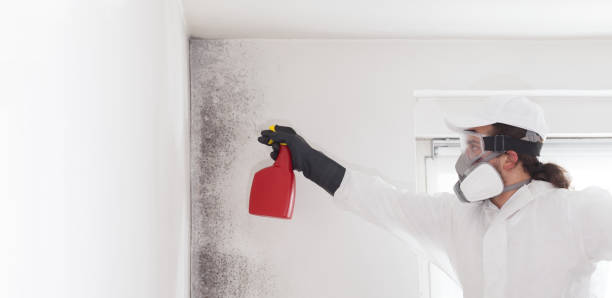 Best Attic Mold Removal  in Cibecue, AZ