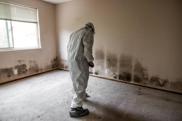 Best Local Mold Removal Service  in Cibecue, AZ