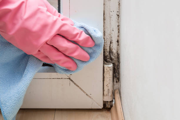 Best Black Mold Removal  in Cibecue, AZ