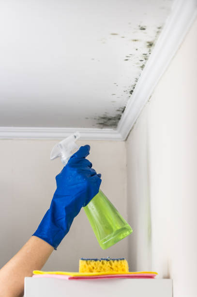 Best Mold Cleaning Services  in Cibecue, AZ