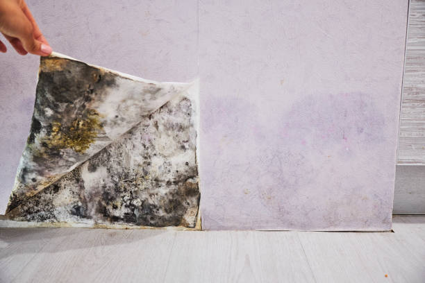 Best Mold Damage Repair  in Cibecue, AZ